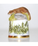 Ferret
