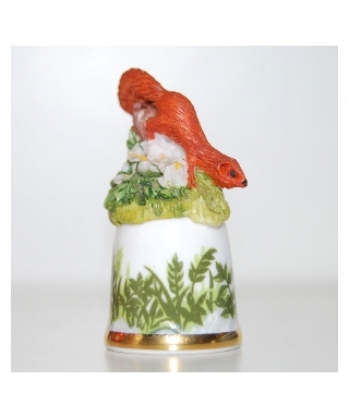 Red squirrel