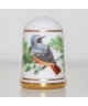 Common redstart