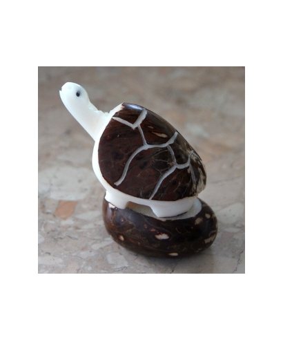 Żółw tagua
