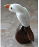 Tagua parrot