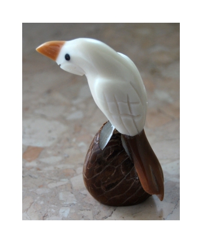 Tagua parrot