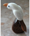 Tagua parrot