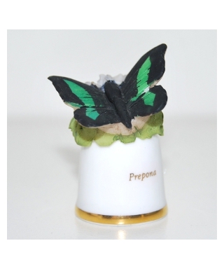 Prepona