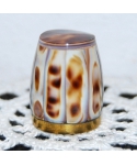 Muszla porcelanki