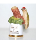 Green woodpecker