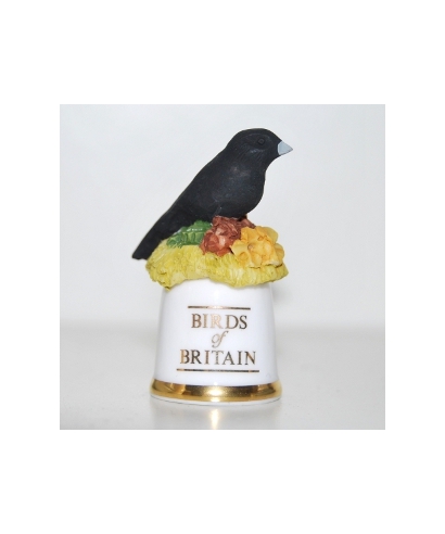 Jackdaw