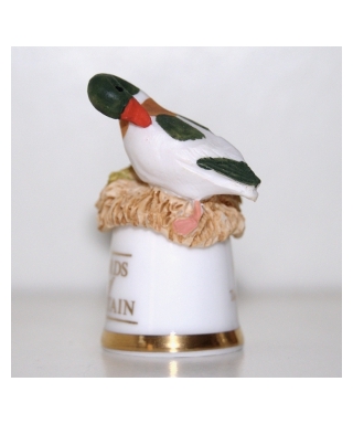 Shelduck