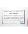 Paddington - certificate