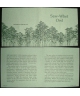 Saw-Whet Owl - certificate