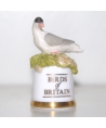 Tern