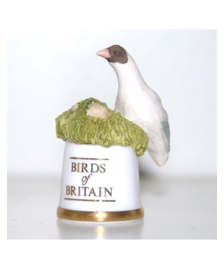 Black-headed gull