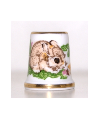 Young bunny