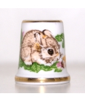 Young bunny
