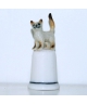 Siamese cat