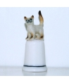 Siamese cat
