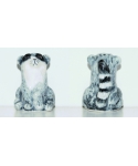 Raccoon