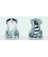 Raccoon