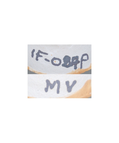 IF-027-q MV