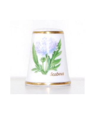 Scabious
