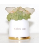 Colotis ione