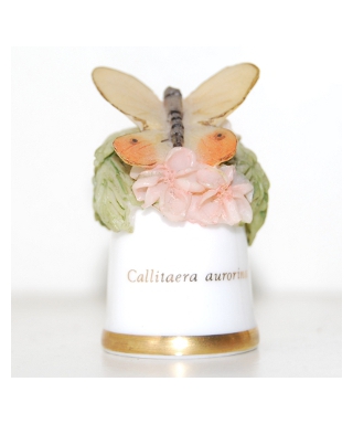 Callitaera aurorina