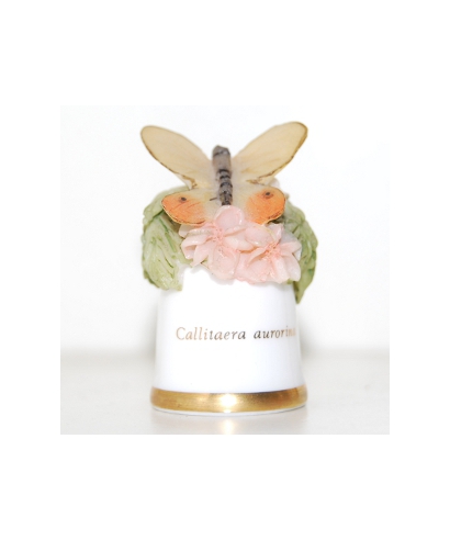 Callitaera aurorina