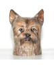 Yorkshire terrier (K Taylor)