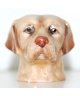 Yellow labrador (K Taylor)