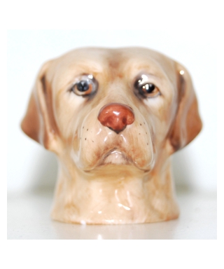 Biszkoptowy labrador (K Taylor)