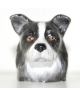 Border Collie (K Taylor)