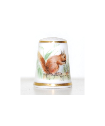 Red squirrel
