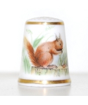 Red squirrel
