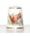 Red squirrel