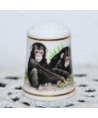 Chimpanzee