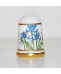 Iris 'Hollands'