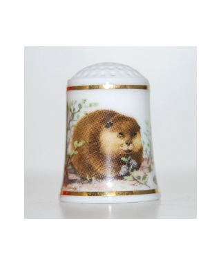 North American beaver